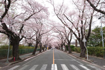 ふくしま浜街道 桜プロジェクト