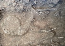 頭骨・腕骨・助骨の出土状況