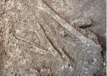 下肢骨の出土状況
